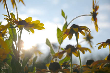 Blurred photo for the background with a group of yellow flowers of Rudbeckia through which the evening sunlight penetrates.の写真素材