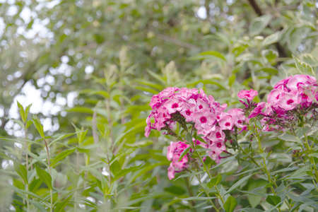 Pink flowers of phlox paniculata against the background of green foliage in the garden.