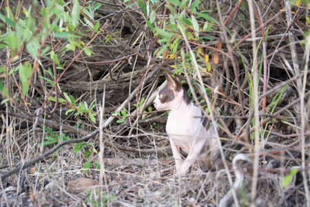 Sphynx cat sits in a willow bush in nature while walking on a summer day.の写真素材