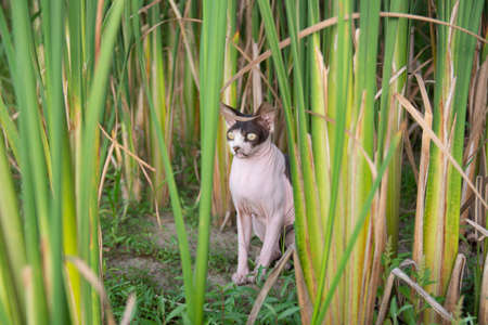 Sphynx cat sits in the reeds in nature during a walk on a summer day.
