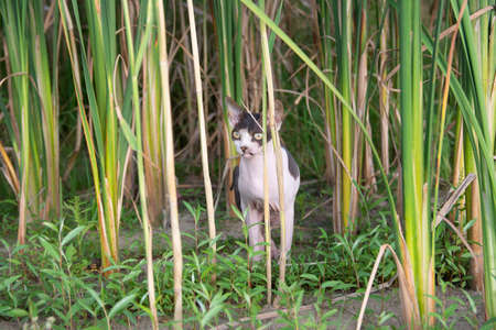 Sphynx cat sits in the reeds in nature during a walk on a summer day.の写真素材