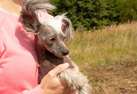 Chinese crested dog in the arms of a girl in a pink sweatshirt. The naked puppy is picked up.の写真素材