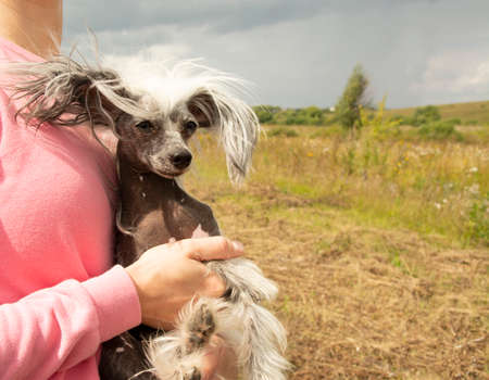 Chinese crested dog in the arms of a girl in a pink sweatshirt. The naked puppy is picked up.の写真素材