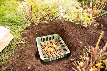 Planting tulip bulbs in plastic baskets for bulbs in the fall in the flower garden.の写真素材