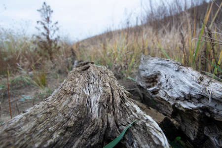 Driftwoods. Grey tree branches lying over the water, dry dead wood in a lakeの写真素材
