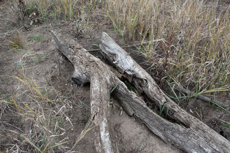 Driftwoods. Grey tree branches lying over the water, dry dead wood in a lakeの写真素材