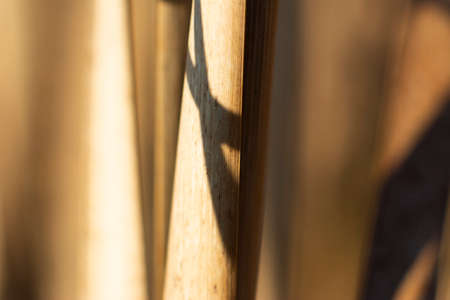 Reeds leafs abstract background. Abstract background of dry grass macro shot.の写真素材