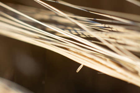 Reeds leafs abstract background. Abstract background of dry grass macro shot.の写真素材