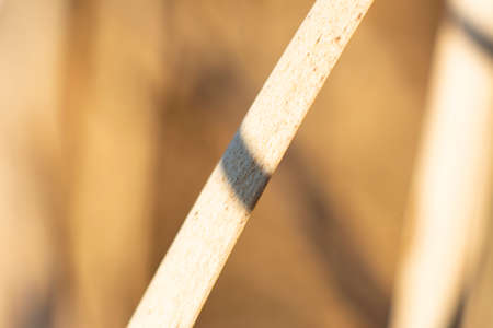 Reeds leafs abstract background. Abstract background of dry grass macro shot.の写真素材