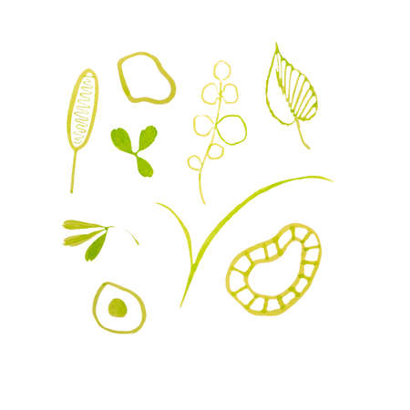 Set of green leaves and abstract figures in doodle style.の写真素材