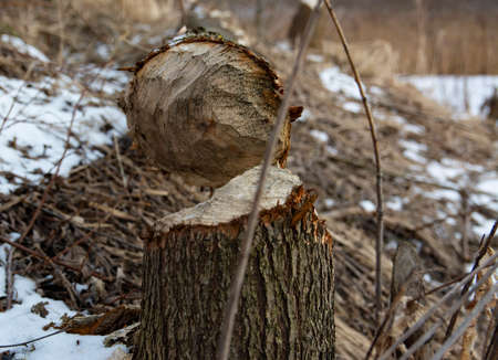 Stumps and branches of willow, the work of beavers. Beavers gnawed trees. Beaver-felled trees.