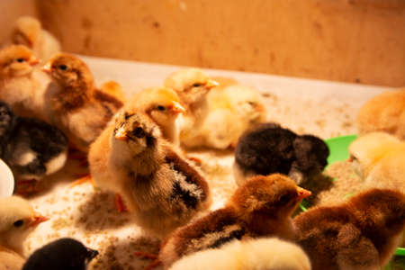 Fluffy one-day chickens rest in a box under a lamp