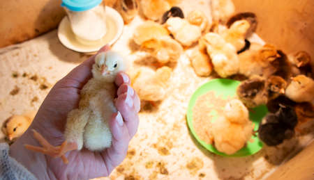 Fluffy little chicken lies in a female hand against the background of a box with chickensの写真素材