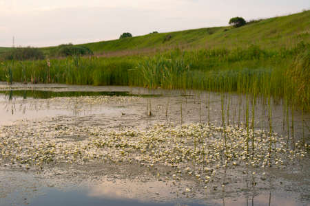 Buttercup water. Algae with white flowers on the surface of the overgrown river