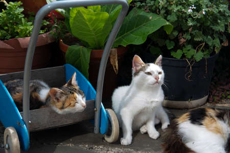 A cute family of cats is resting on a hot summer day in the courtyard in a toy cart near pots of...