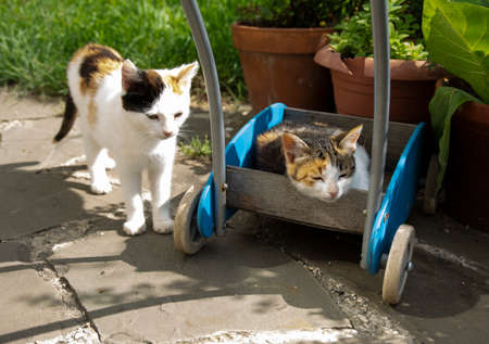 A cute family of cats is resting on a hot summer day in the courtyard in a toy cart near pots of flowers.の写真素材