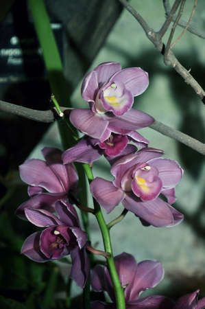 Bunches of white purple and pink Phalaenopsis orchid flowers in a botanical gardenの写真素材