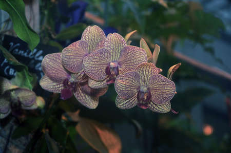 Bunches of white purple and pink Phalaenopsis orchid flowers in a botanical gardenの写真素材