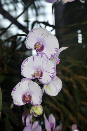 Bunches of white purple and pink Phalaenopsis orchid flowers in a botanical gardenの写真素材