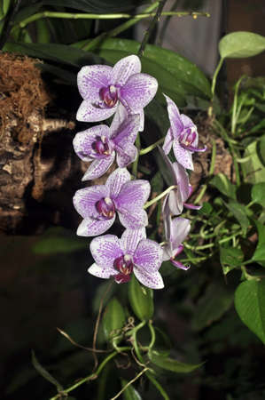 Bunches of white purple and pink Phalaenopsis orchid flowers in a botanical gardenの写真素材