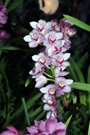 Bunches of white purple and pink Phalaenopsis orchid flowers in a botanical gardenの写真素材