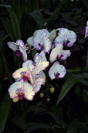Bunches of white purple and pink Phalaenopsis orchid flowers in a botanical gardenの写真素材