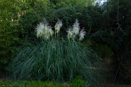 a huge bush of cortaderia or pampas grass adorns the parkの写真素材