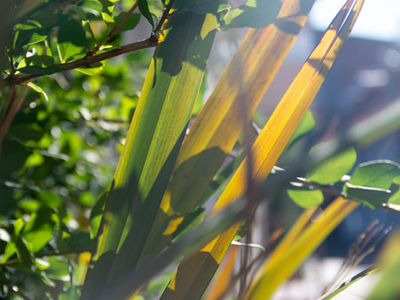 green background of tropical palm leaves in the rays of the sunの写真素材