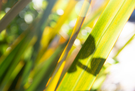 green background of tropical palm leaves in the rays of the sun