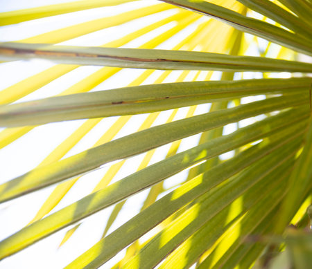 green background of tropical palm leaves in the rays of the sunの写真素材