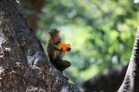 Monkey Eating a Fruit