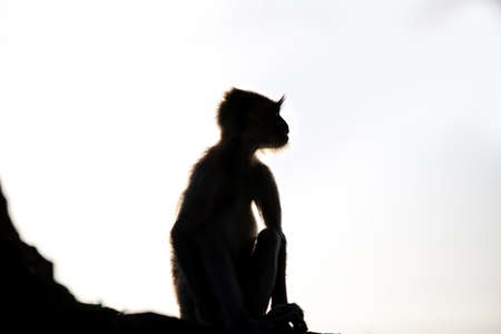 Sitting Monkey Silhouetteの写真素材