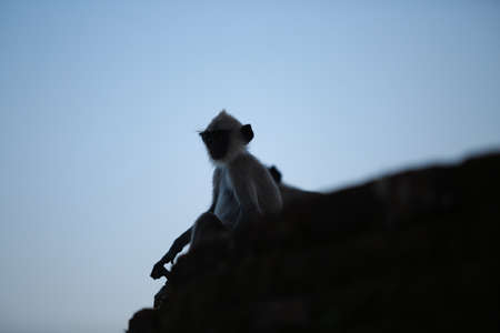 Sitting Monkey Silhouette