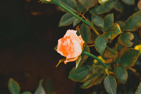 Saffron colored Rose in focus with green leaves behind and black backgroundの写真素材