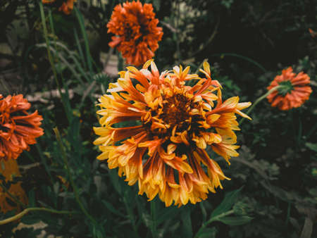 Sage of the diviners flowers with green garden in the background
