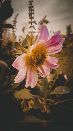 Sage of the diviners flowers with green garden in the backgroundの写真素材