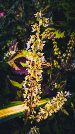 Sage of the diviners flowers with green garden in the background