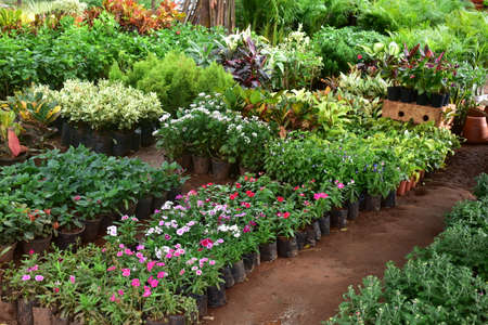 A beautiful place of nursery of flowers and plants of different kinds kept on the groundの写真素材