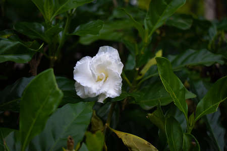 White gardenia flowers grown in a garden with green leaves behind it