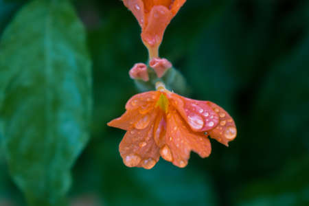 A close up view of saffron colored firecracker flowers with water droplets sitting on them,Cassandra flowersの写真素材