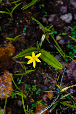 Water star grass yellow colored flowers grown near the lake.grass leaf mud plantain