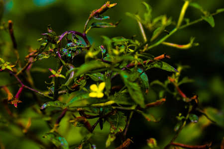 Lotus japonicus flower in yellow color with green leaves all around gives the cinematic look
