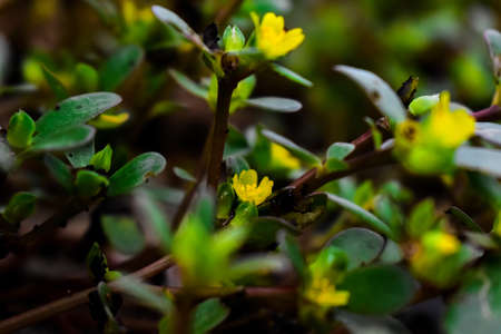 Lotus japonicus flower in yellow color with green leaves all around gives the cinematic look