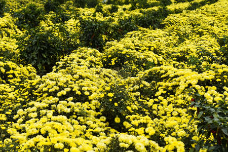 Colorful Chrysanthemums flowers bloom in a farm .Yellow colored flowers with green leaves