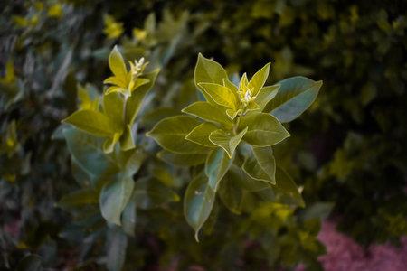 A green colored plant grown in a beach with sand behind the leaves