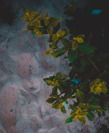 A green colored plant grown in a beach with sand behind the leavesの写真素材