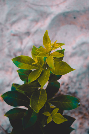 A green colored plant grown in a beach with sand behind the leaves