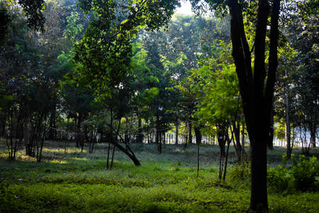Sun rays passing through the trees in a park with green leaves morning shine