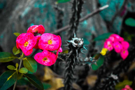 Pink colored Wax begonia flower with sharp edges and leavesの写真素材