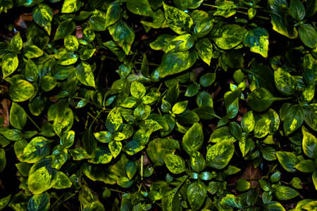 Decorative garden having green and yellow colored leaves plants